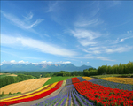 熏衣草 风景 花 海 草