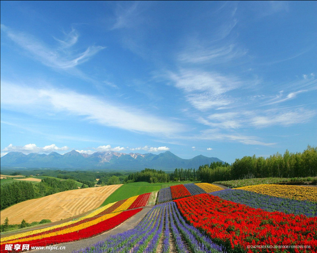 熏衣草 风景 花 海 草