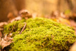 苔藓