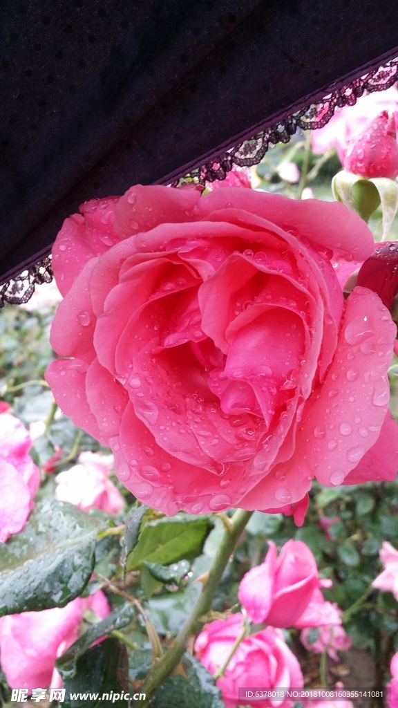 月季花 下雨 雨中的花 红花