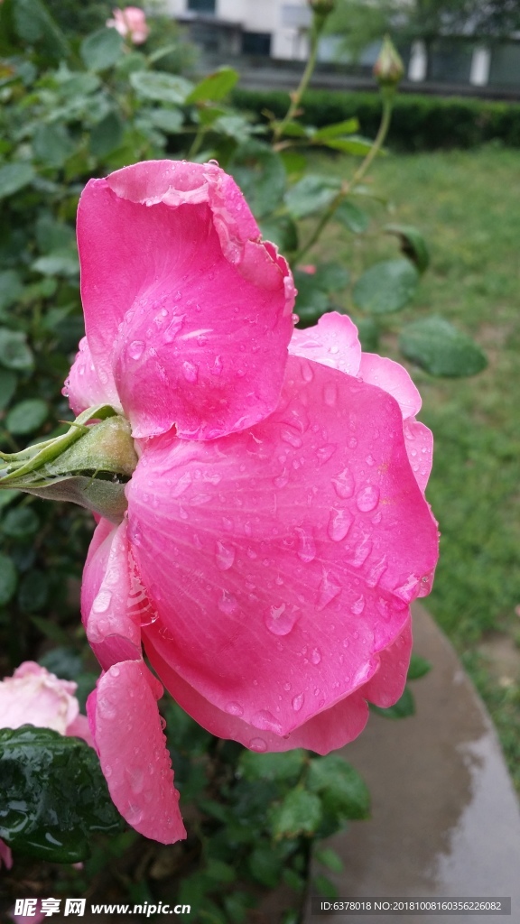 月季花 下雨 雨中的花 红花