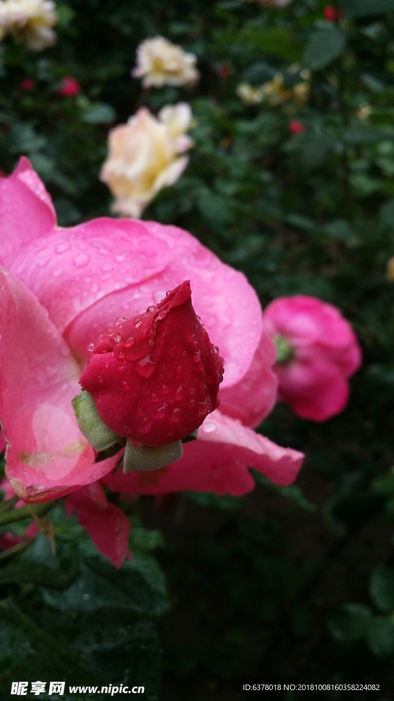 月季花 下雨 雨中的花 红花