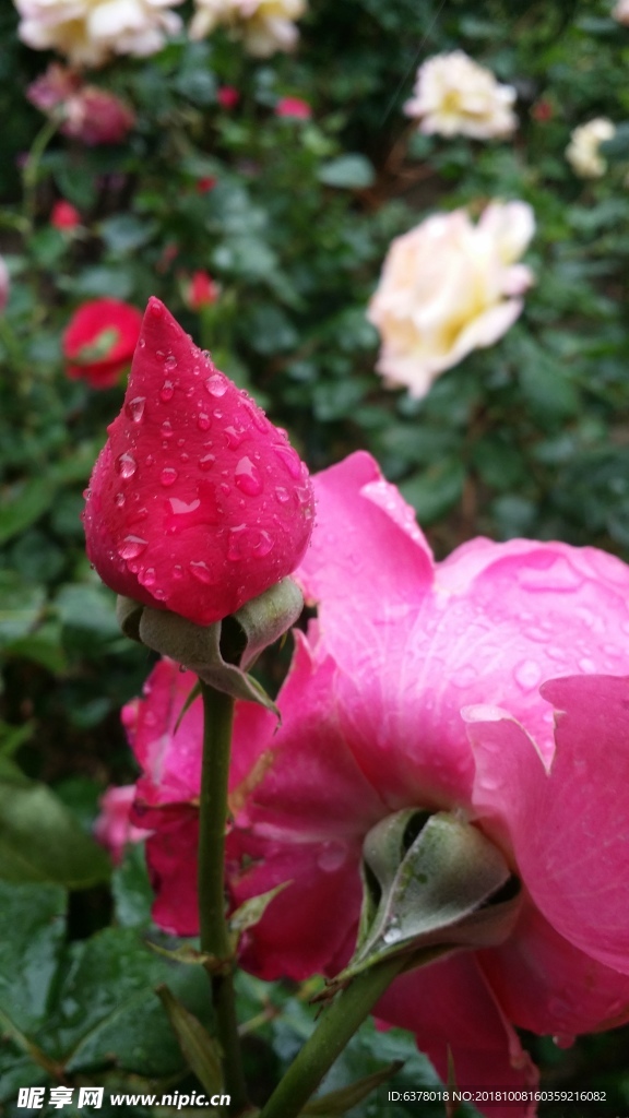 月季花 下雨 雨中的花 红花