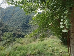 银杏树
