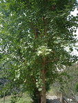 银杏树
