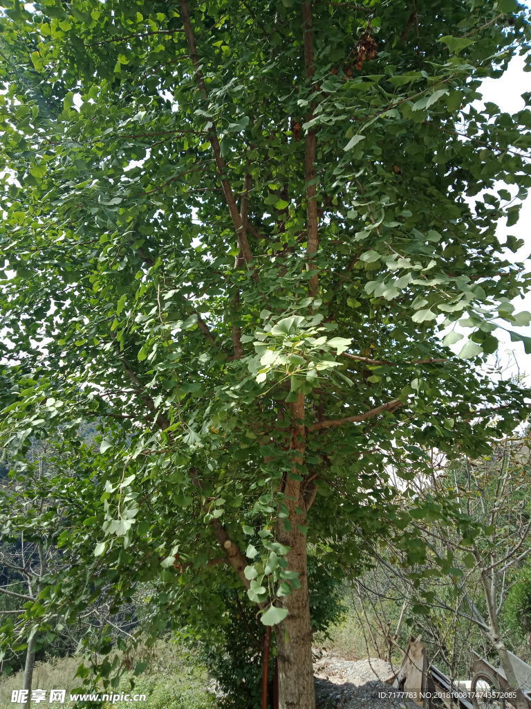 银杏树