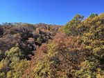 山林