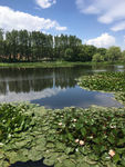 夏