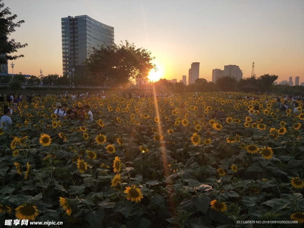 夕阳下的向日葵