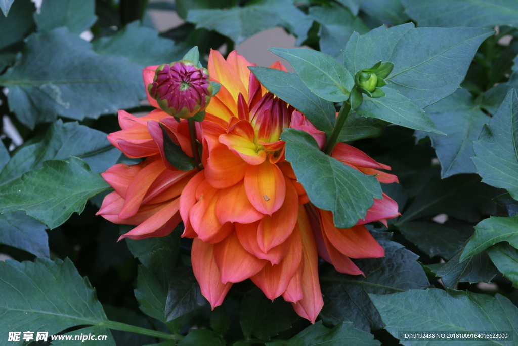 小丽花