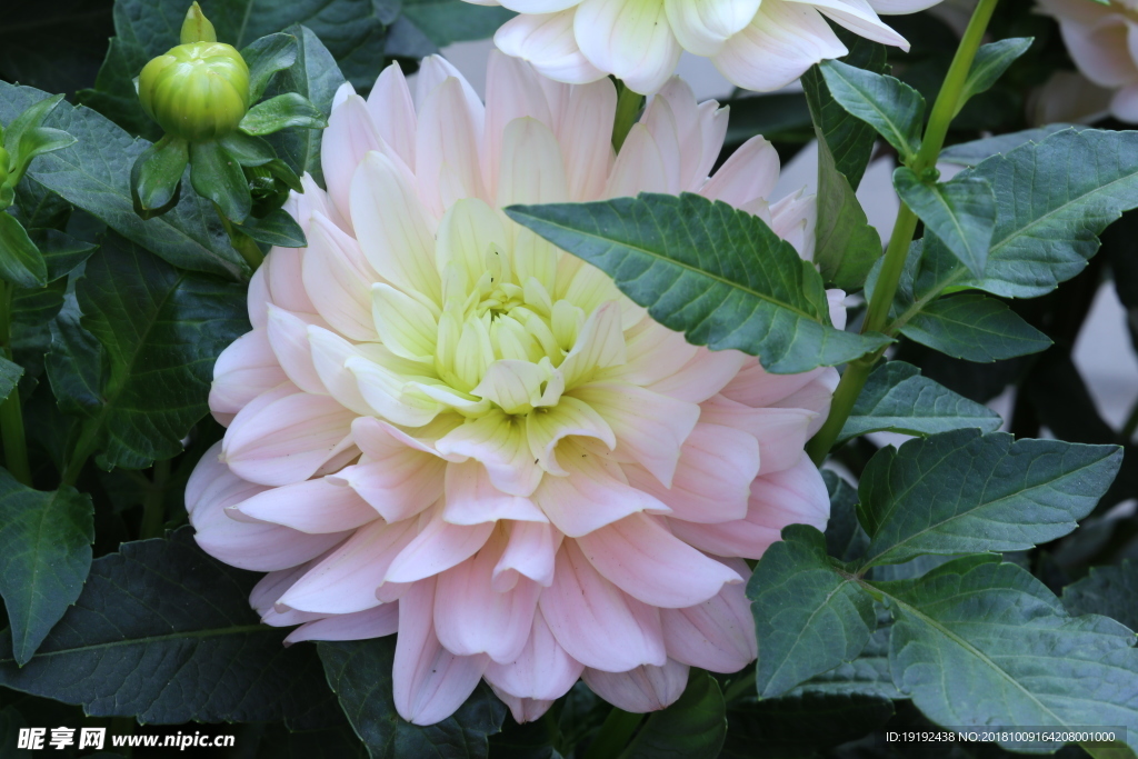 小丽花