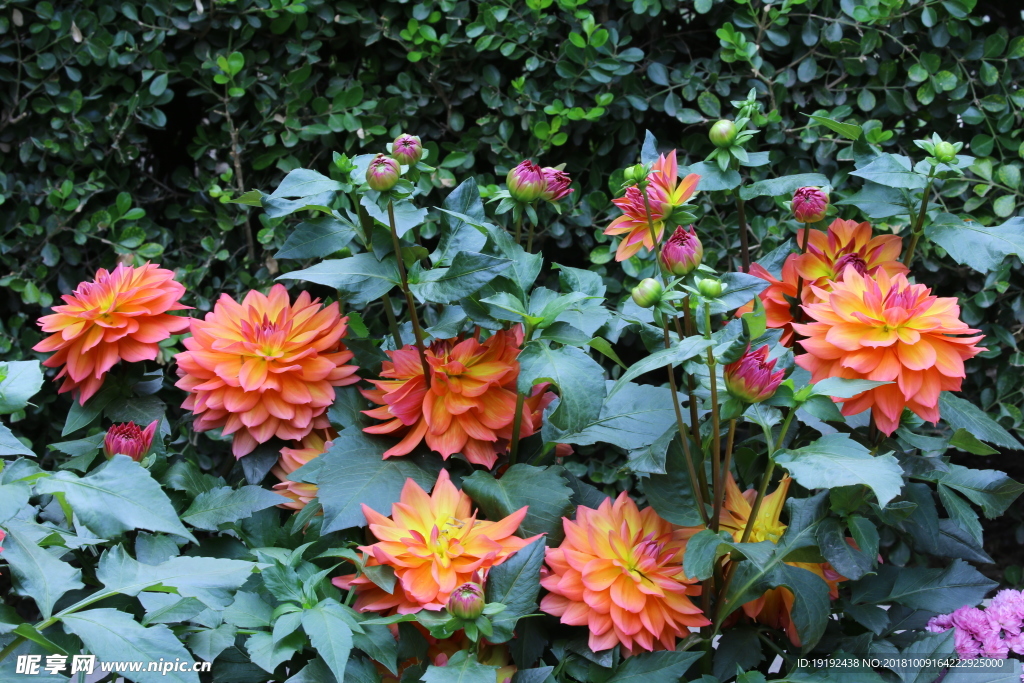 小丽花
