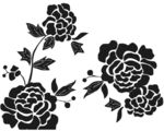 牡丹花