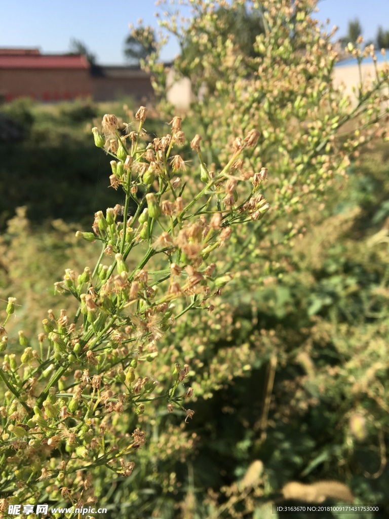 野草 野花