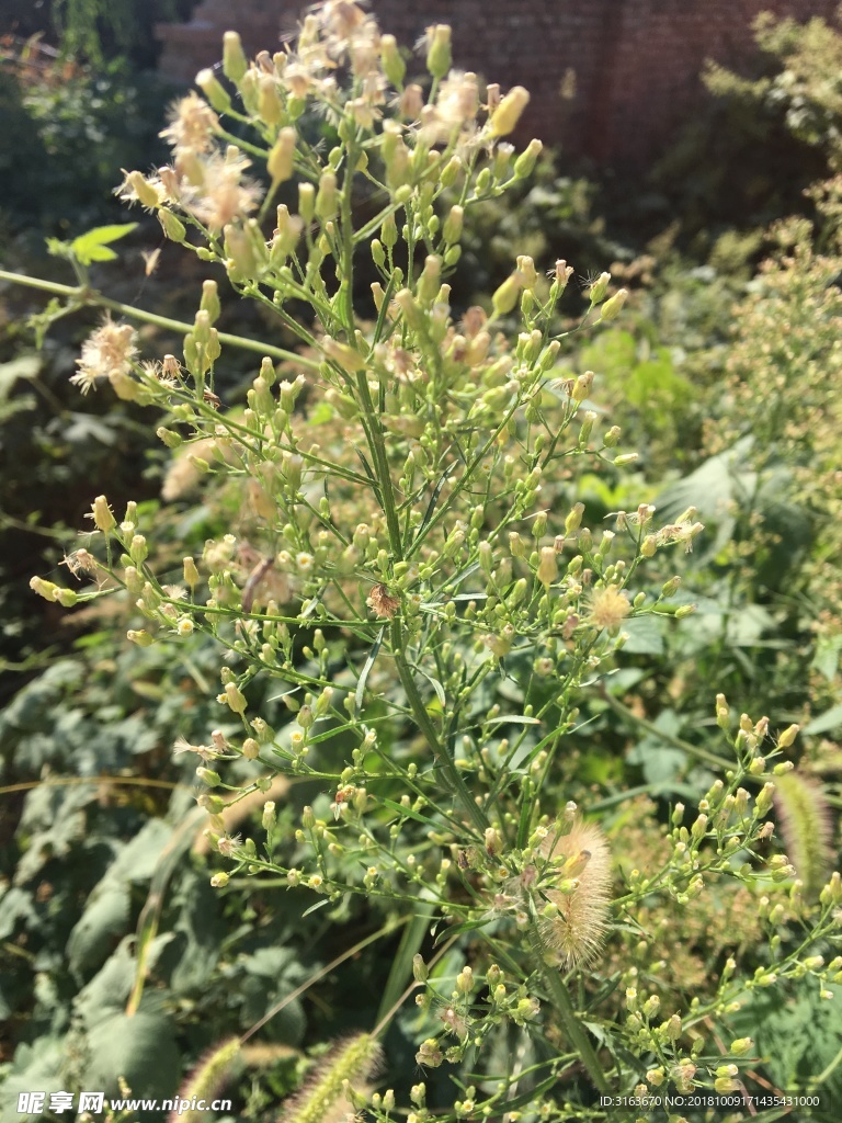 野草 野花