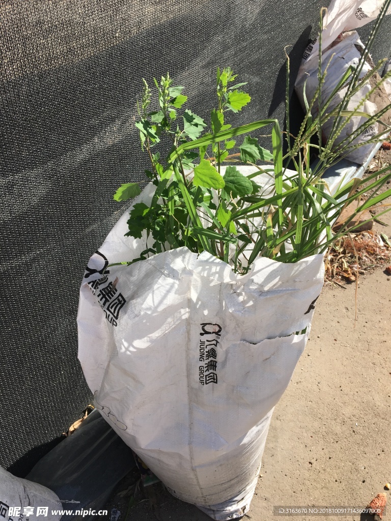 野草