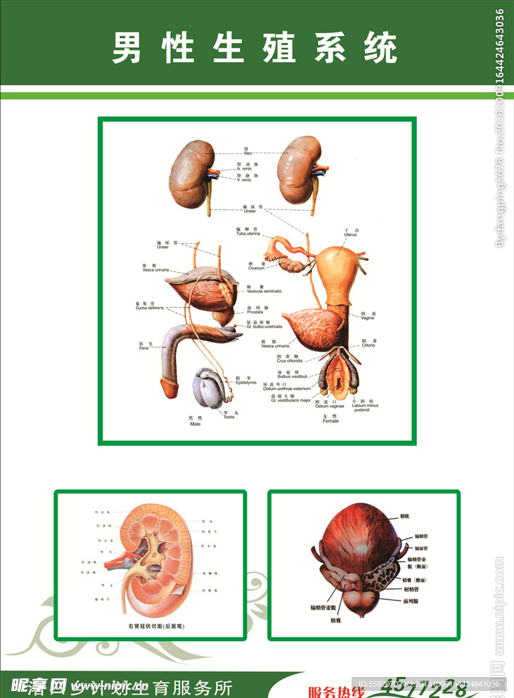 生殖系统图
