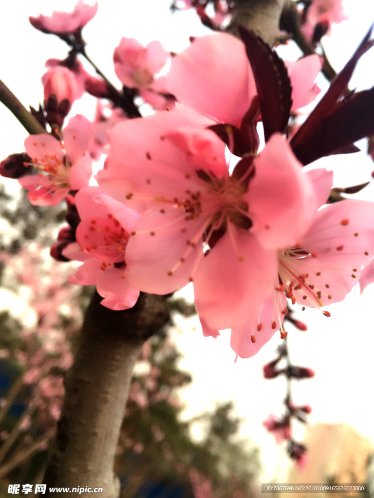 桃花