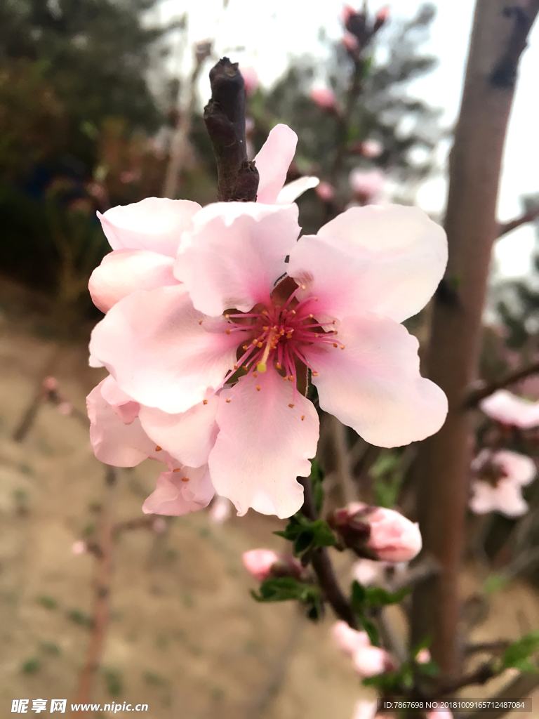春