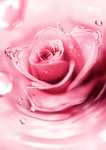 玫瑰花