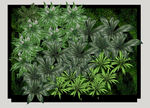 植物墙