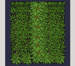 植物墙