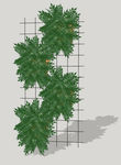 植物墙