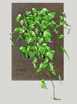 植物墙