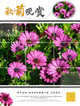 赏菊菊花海报