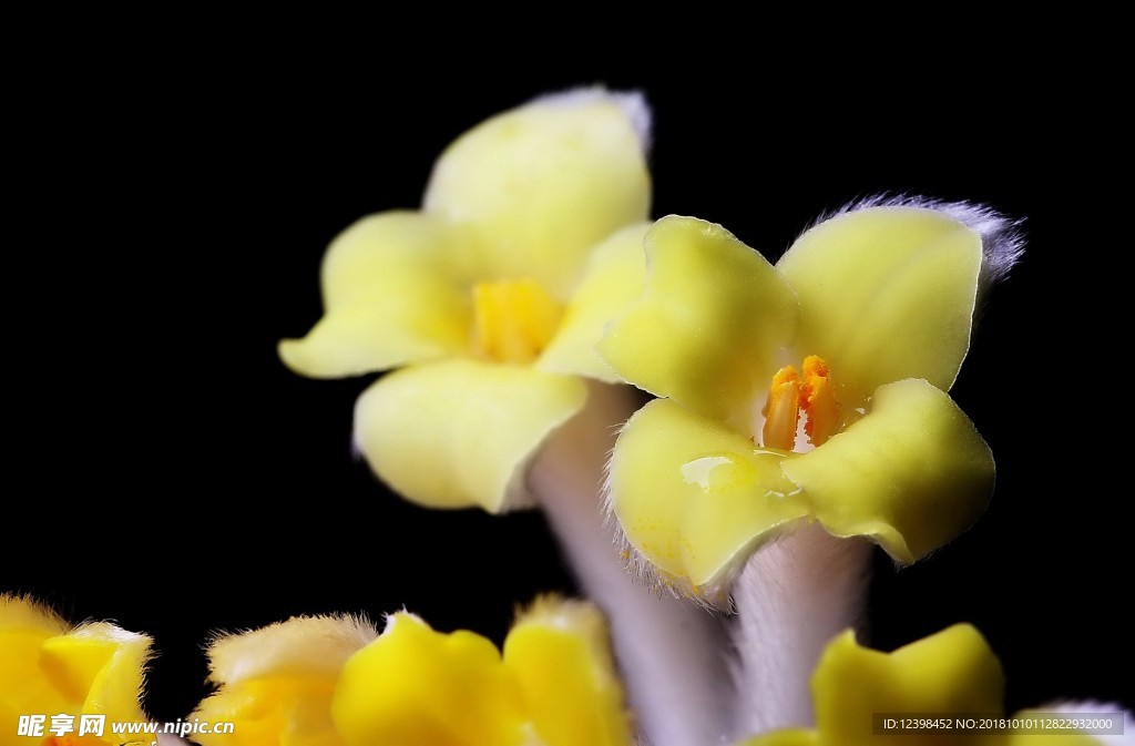 结香花