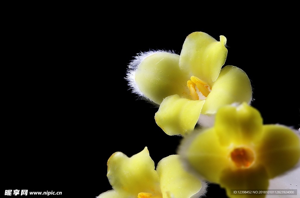 结香花