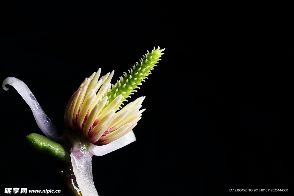 玉兰花