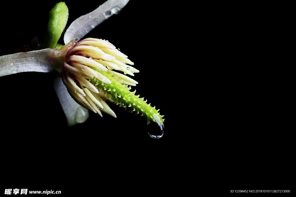 玉兰花