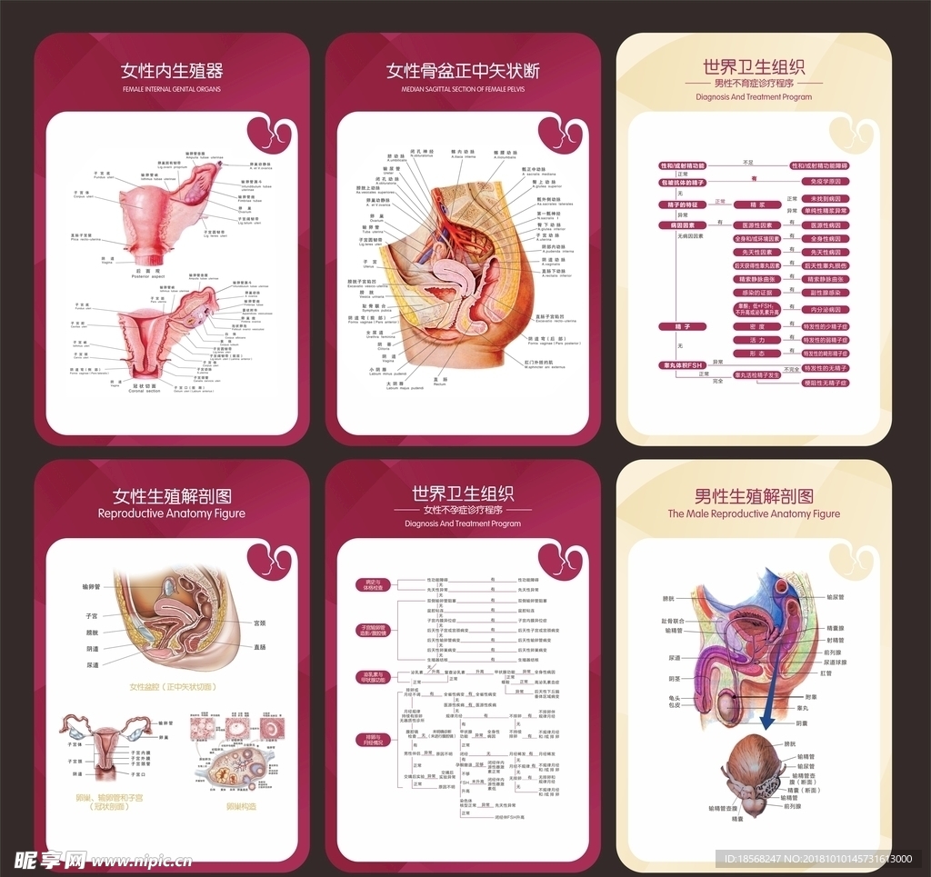 生殖解剖图