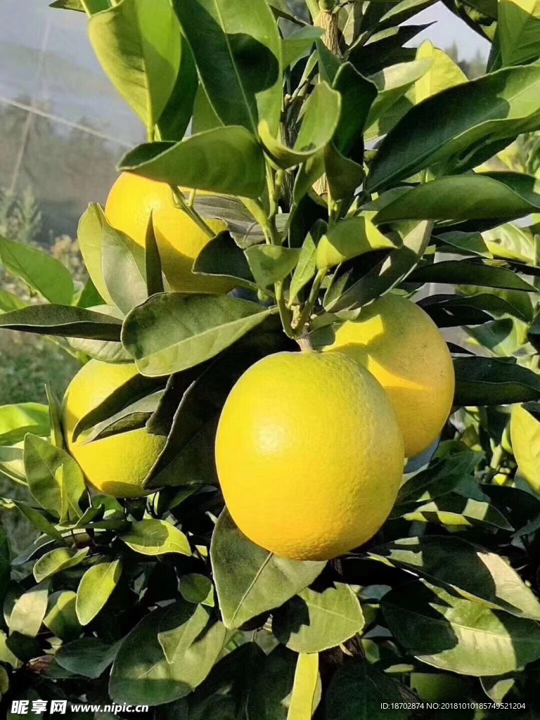大橙