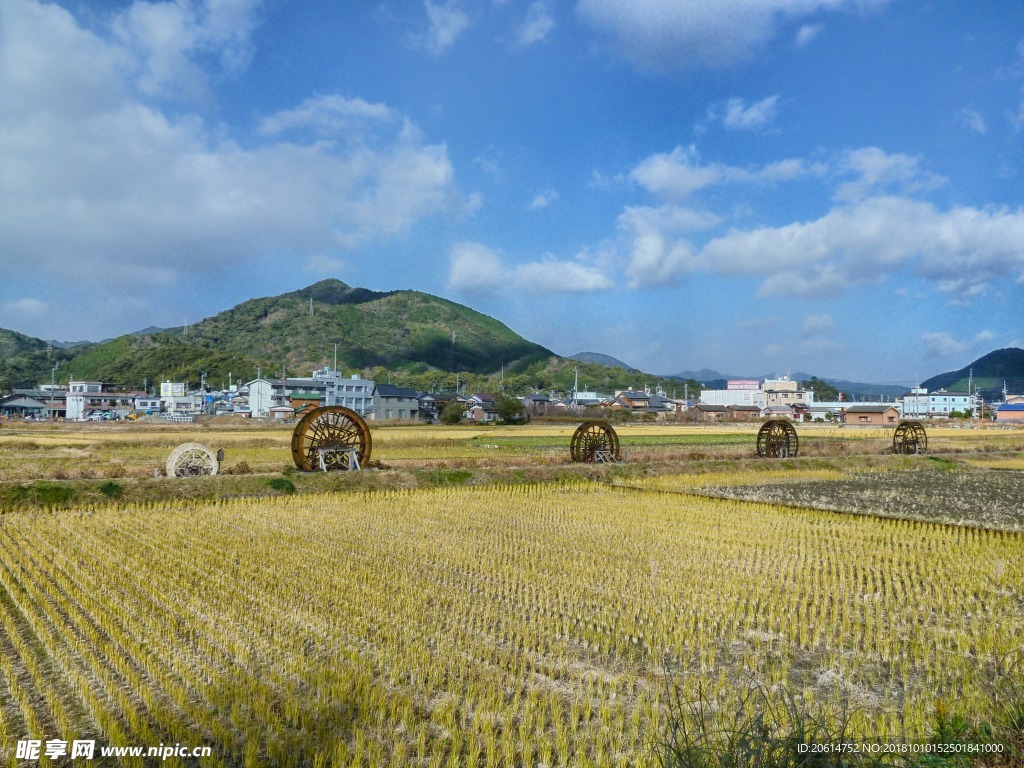 乡村稻田风景