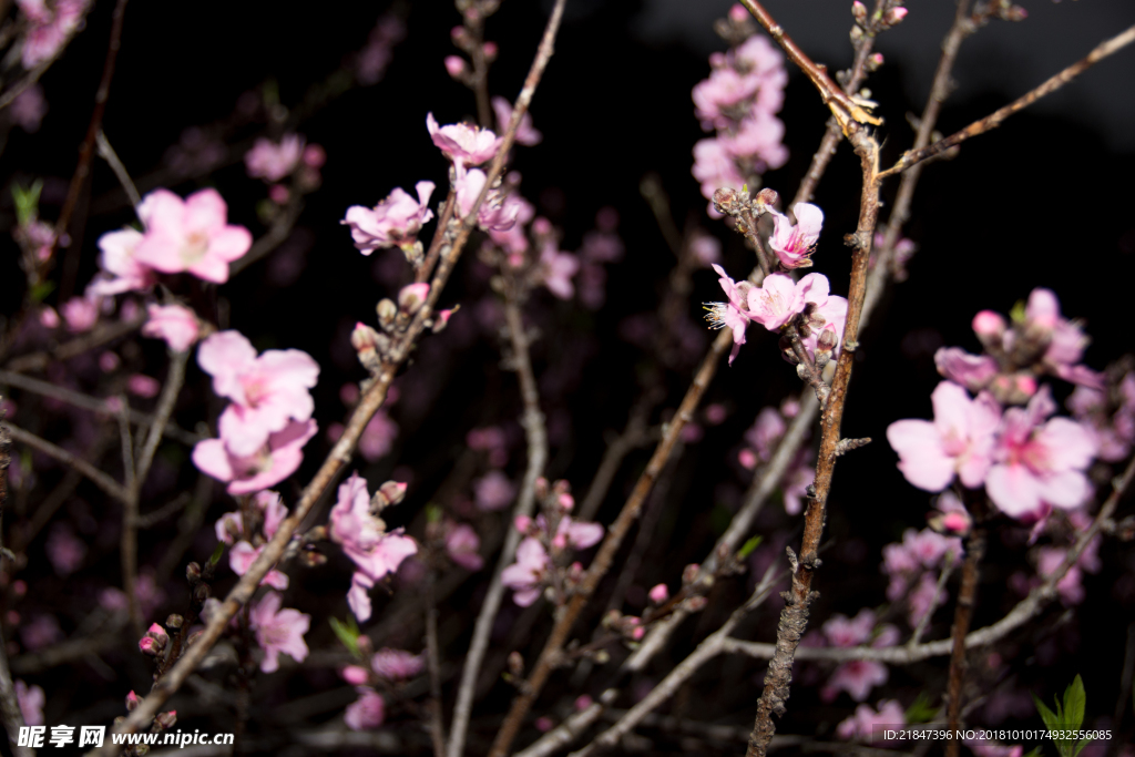 桃花