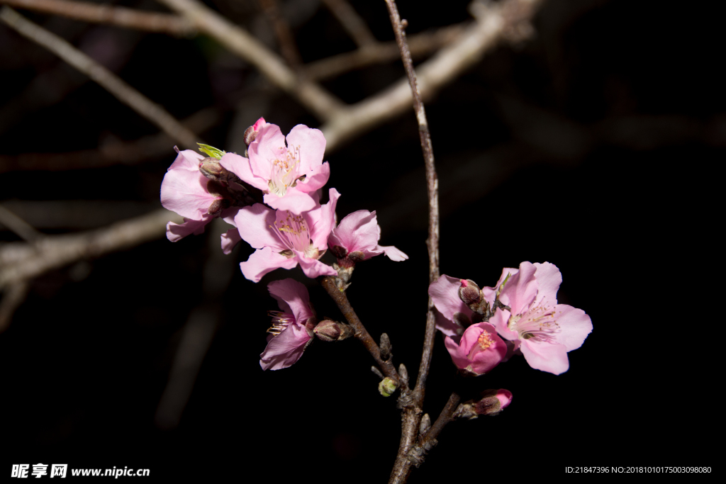 桃花