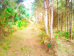 风景背景 深林