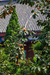 大相国寺