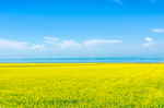 油菜花
