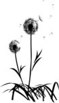 黑白花拓印