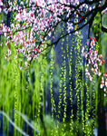 绿柳桃花