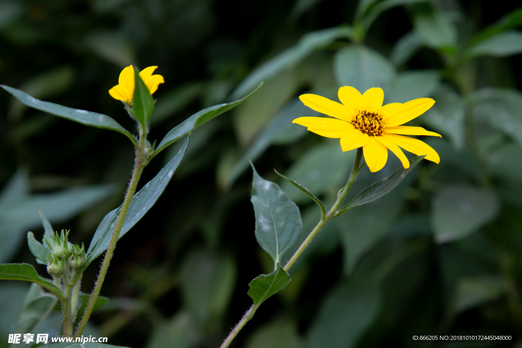 菊芋花