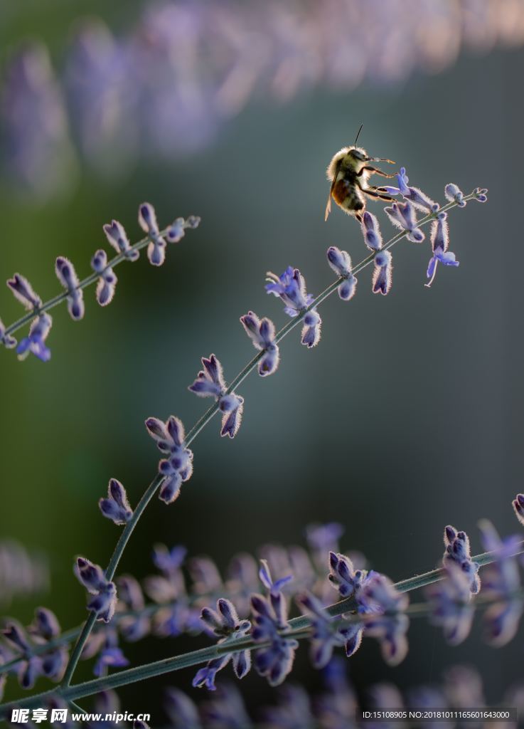 蜜蜂