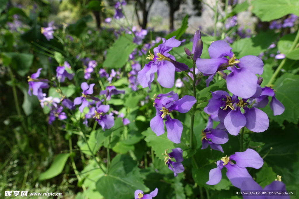 花