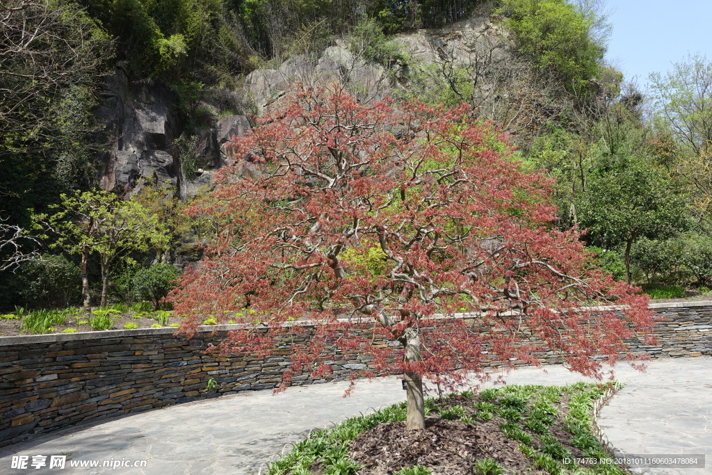 枫叶
