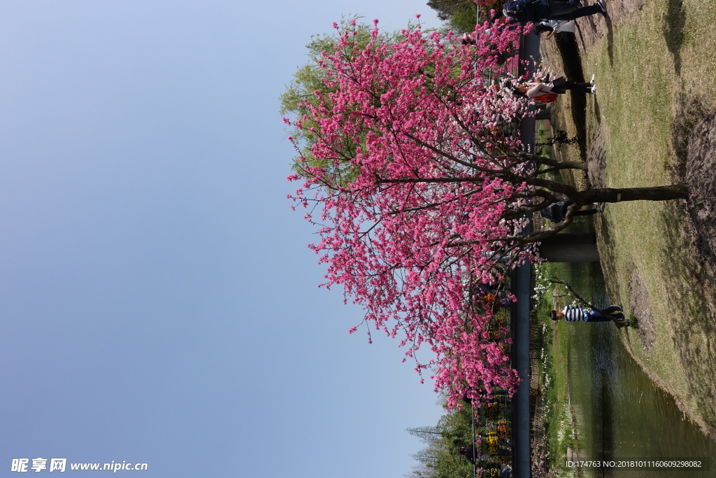 樱花