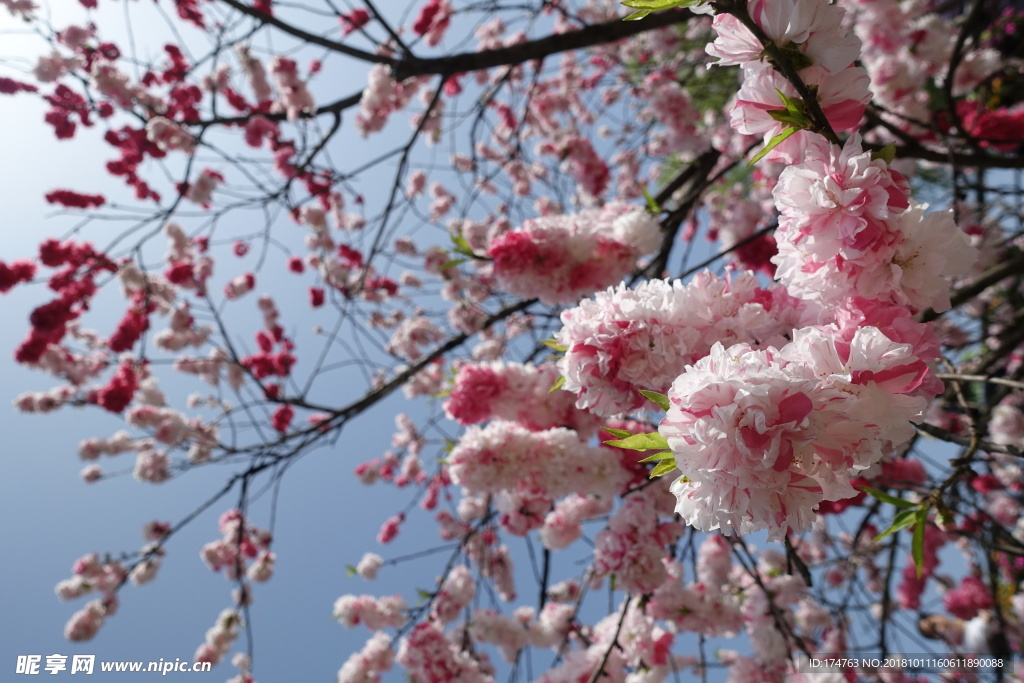 樱花