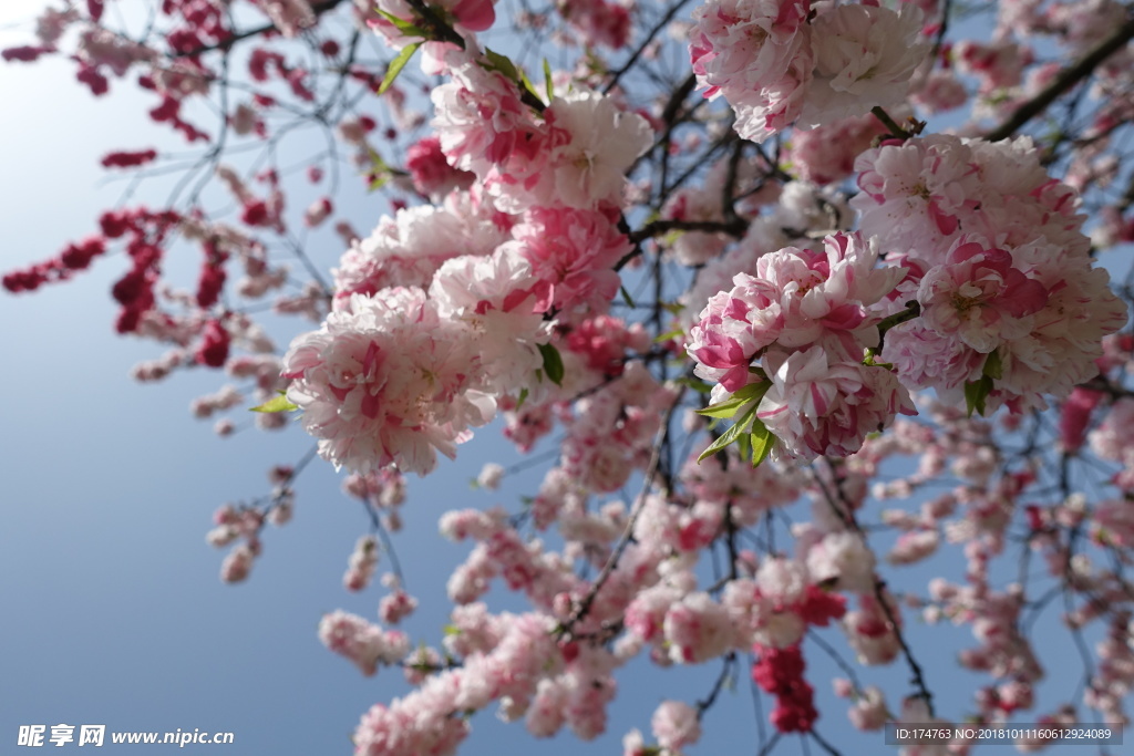 樱花